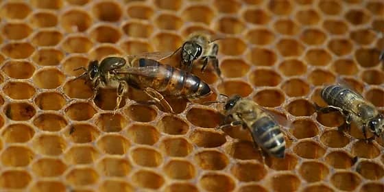 Die geheime Welt der Bienenprodukte: Entdeckungen aus dem Bienenstock