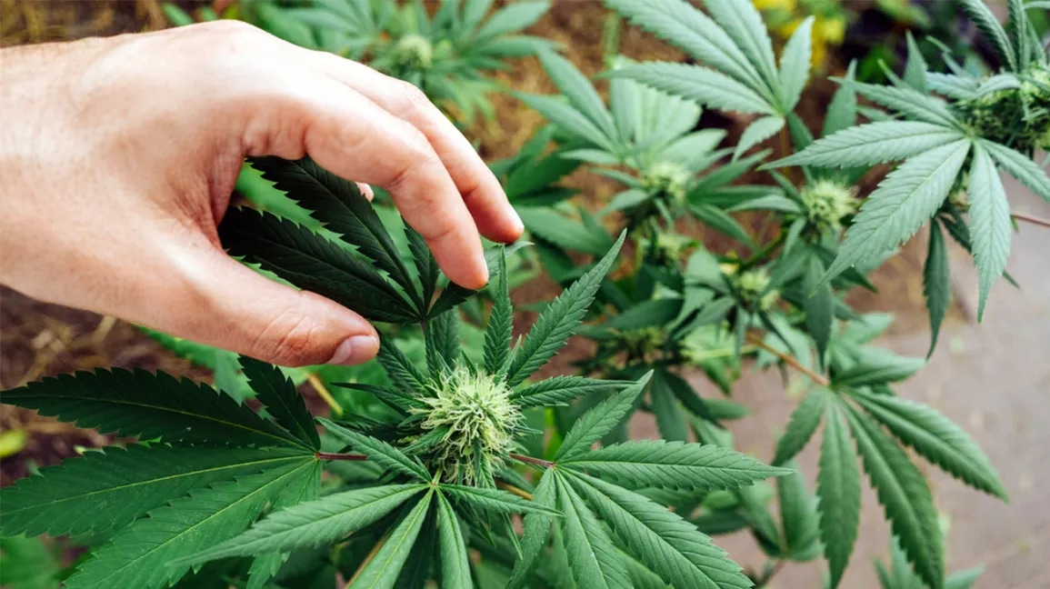 Cannabis online kaufen in Deutschland: So funktioniert der legale Erwerb