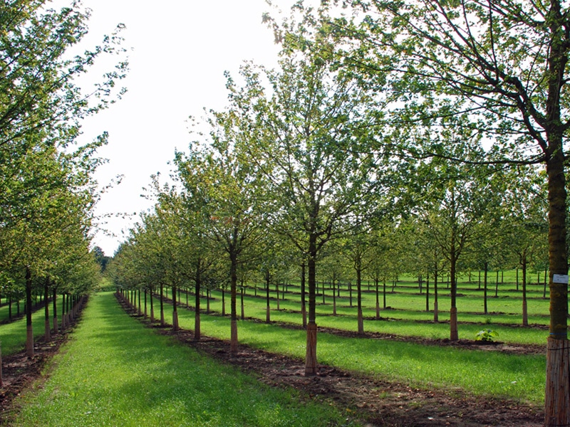 Kugelbäume: Eine zeitlose Wahl für Ihren Traumgarten