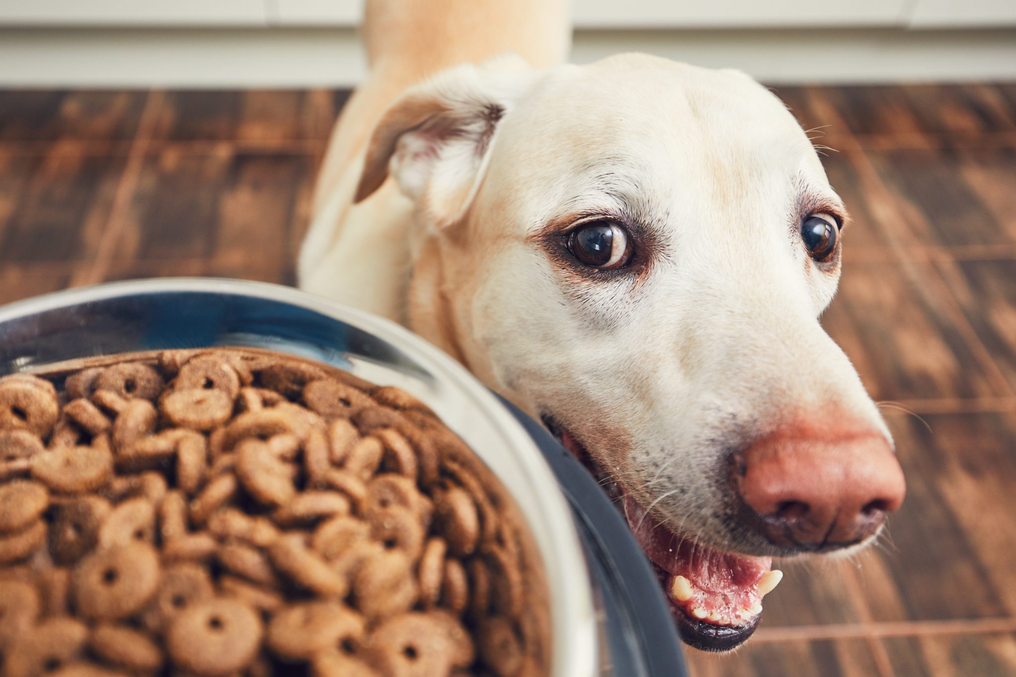 Hundefutter für jede Gelegenheit: Einfache und nahrhafte Rezepte zum Verwöhnen