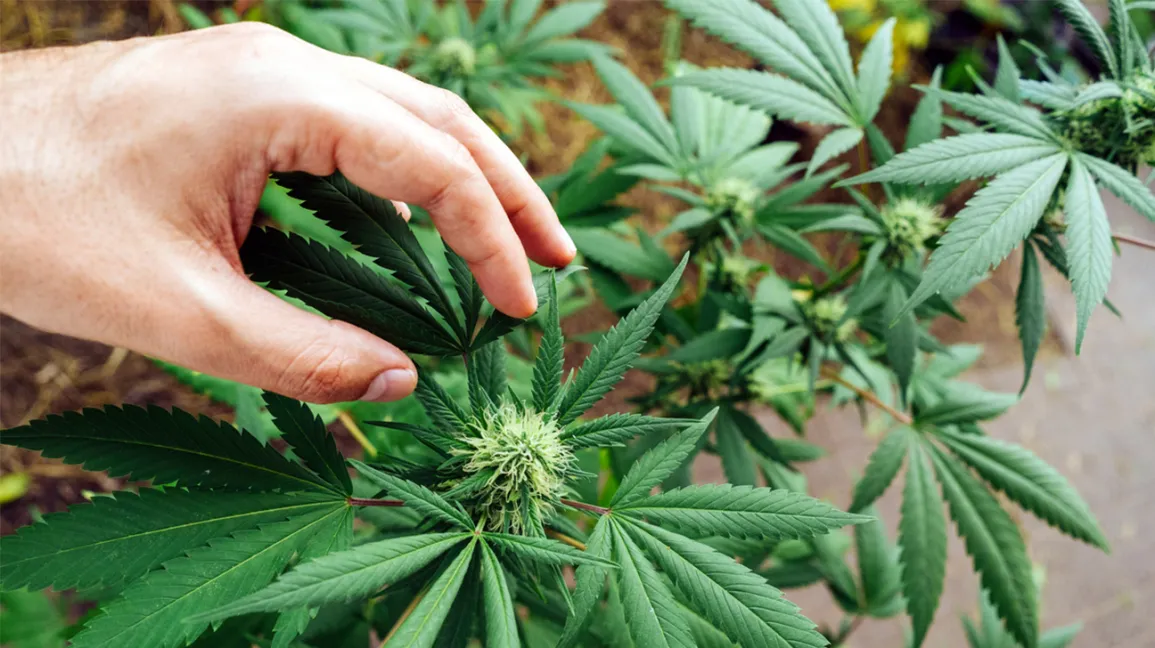 Cannabis online kaufen in Deutschland: So funktioniert der legale Erwerb