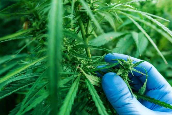 Natürliche Cannabinoide: Warum THCA Blüten die Zukunft sind