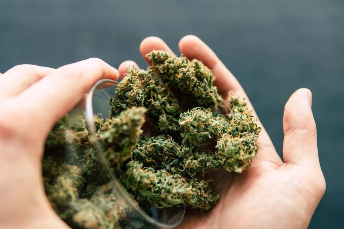 Cali Weed Sorten in Deutschland: Nur das Beste bei Hempli