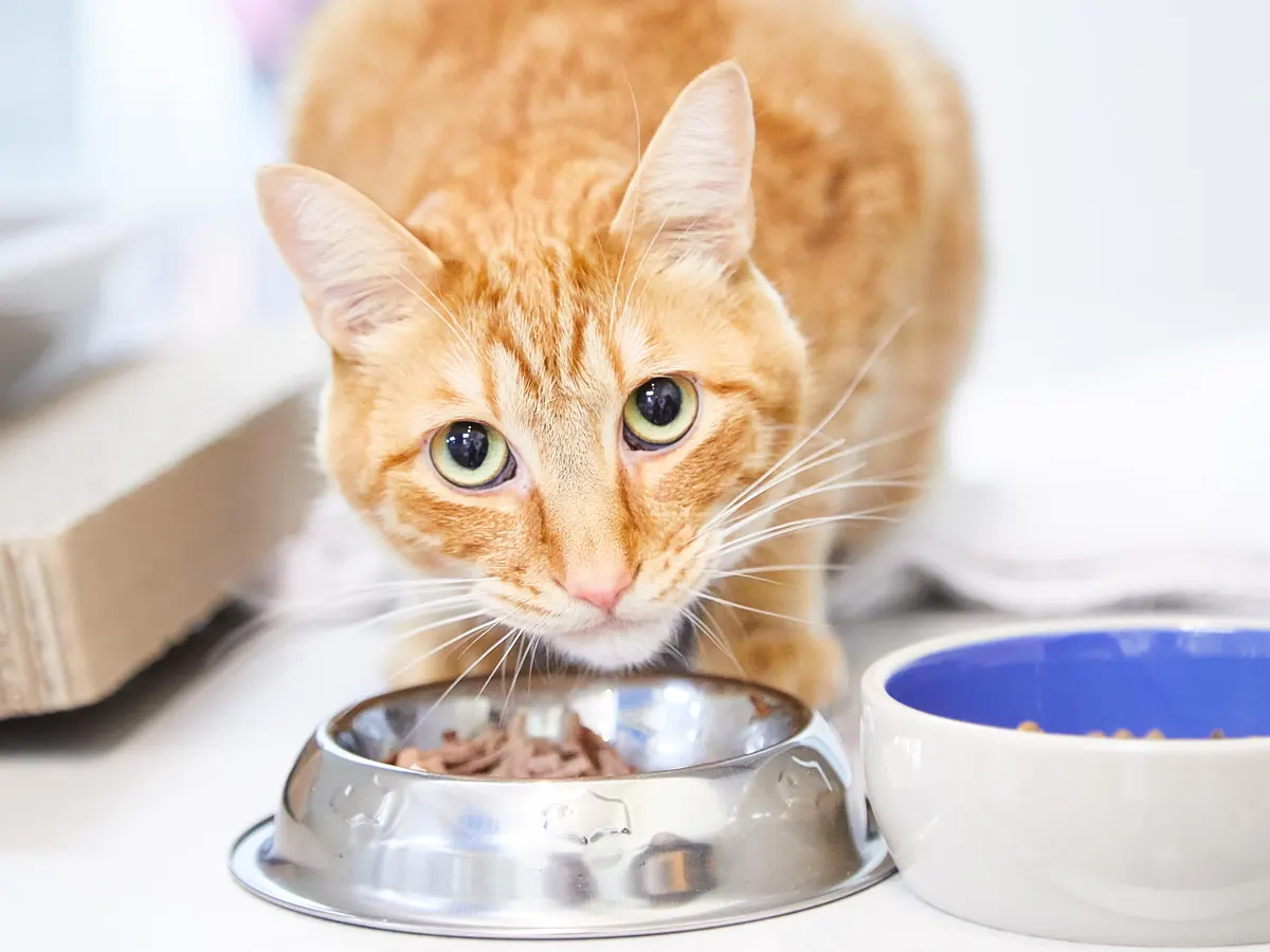 Katzenfutter für glückliche Miezen: Erforsche die Welt des Catfood