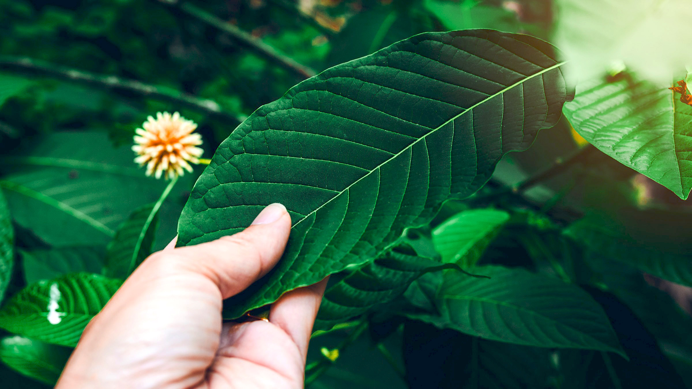 Entdecken Sie unseren erstklassigen Online-Shop für Kratom in Deutschland und Österreich. Bestellen Sie jetzt und genießen Sie unsere hochwertigen Kratom-Künstlerpigmente