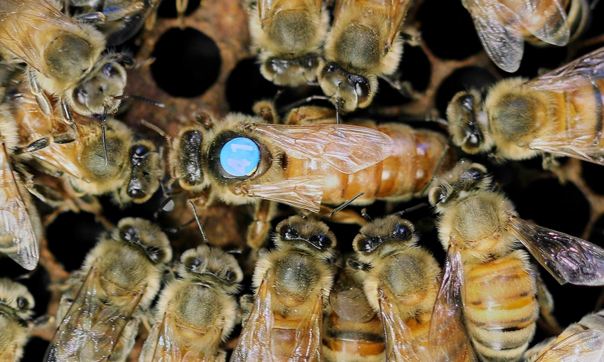Die geheime Welt der Bienenprodukte: Entdeckungen aus dem Bienenstock