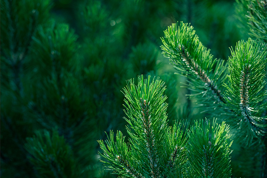 Immergrüne Bäume pflanzen und pflegen: Ein umfassender Leitfaden für Gartenliebhaber