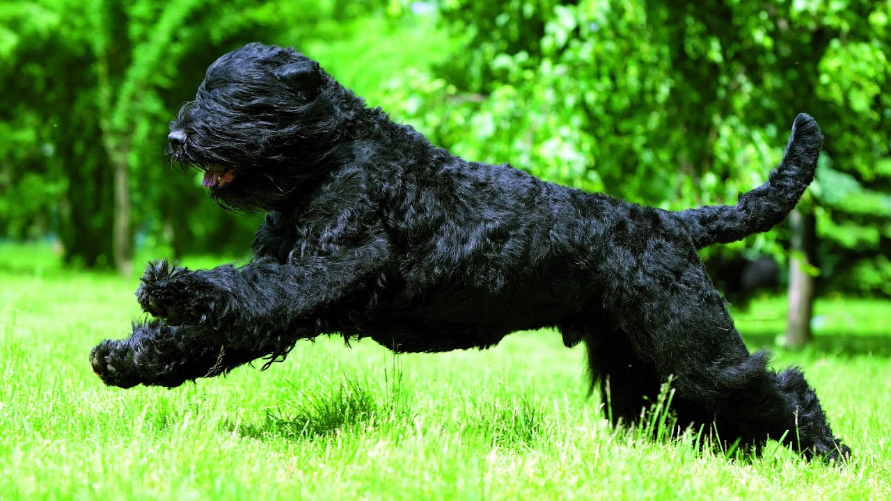 Schwarzer Russischer Terrier: Ein loyaler und kraftvoller Beschützer