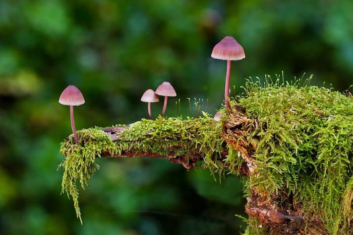 Champignons Selber Züchten leicht gemacht