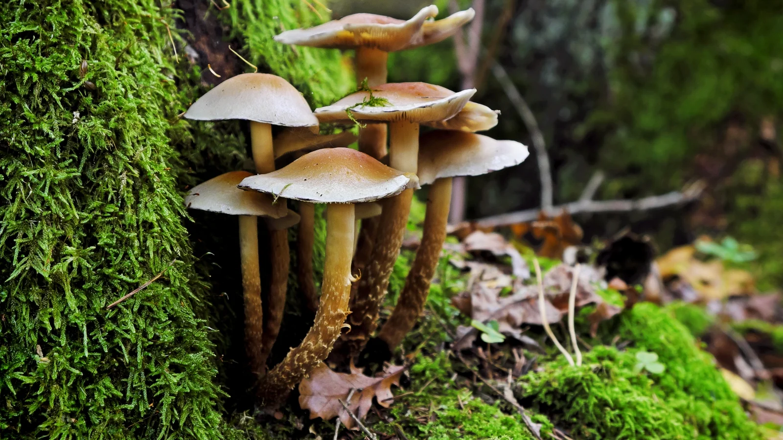 Champignons Selber Züchten leicht gemacht