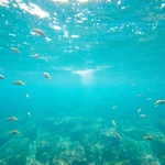 Tauchen in Playa del Carmen mit bunten Korallen und tropischen Fischen
