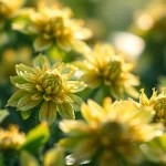 Erleben Sie die Vorteile von CBD mit unseren sorgfältig ausgewählten Produkte aus Bio-Anbau.