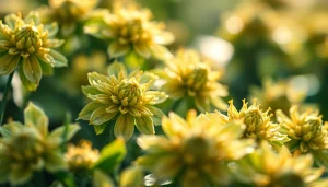 Erleben Sie die Vorteile von CBD mit unseren sorgfältig ausgewählten Produkte aus Bio-Anbau.